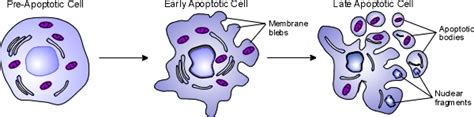 Antinea's Notes: L' Apoptosi