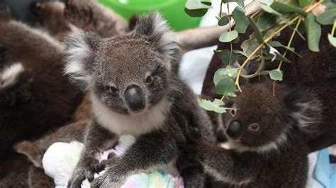 Koala rescue centre proposed for Adelaide Parklands hits $10m estimate ...