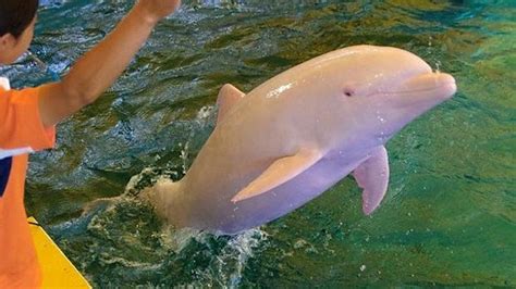 Albino Dolphin Turns Pink When Excited, Angry or Otherwise Emotional