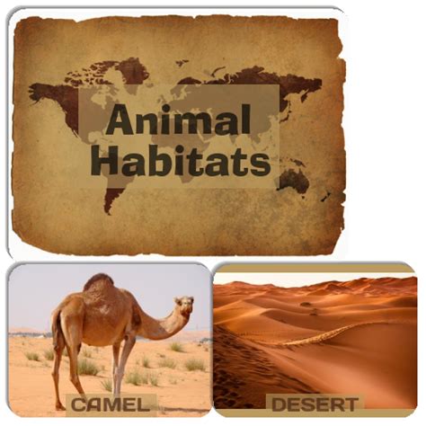 Animal Habitats Memory Game - Match The Memory