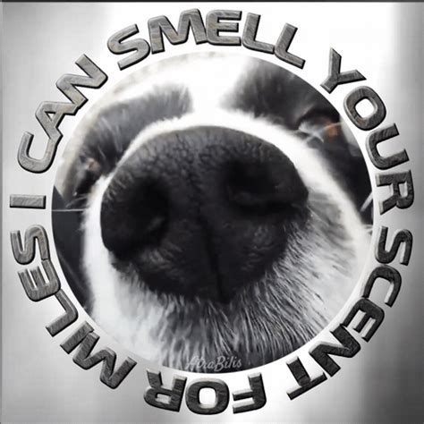 I Can Smell Your Scent For Miles Meme Dog Nose Meme Meme - I Can Smell Your Scent For Miles meme ...