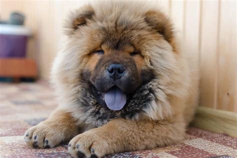 8 Unique Chow Chow Colors: A Guide To Rare Patterns