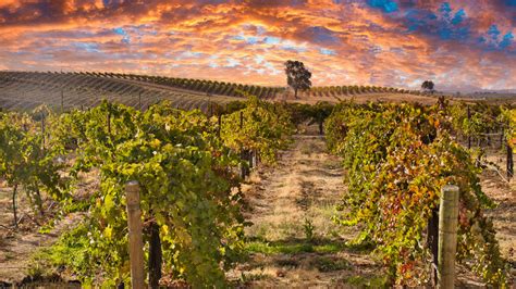 The Beginner's Guide To California's Paso Robles Wine