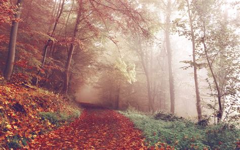 Autumn path 4K Wallpapers | HD Wallpapers | ID #22462