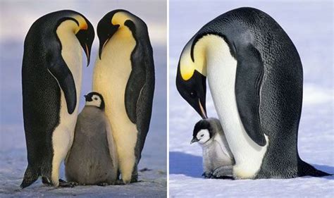 P-p-parky even for a baby penguin: Adorable images show fluffy chick enduring bitter cold ...