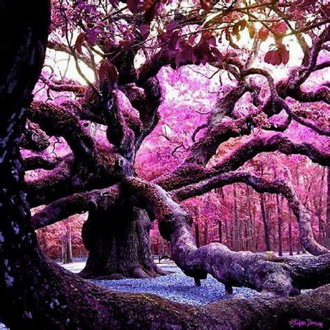 Angel Oak, King Of Oaks Mixed Media by Stefan Duncan | Fine Art America