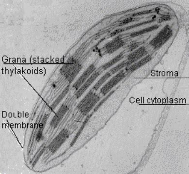 Chloroplast Structure And Function Masteringbiology Cytosol