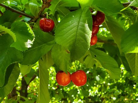 CHERRY VARIETIES — Earl's Organic Produce