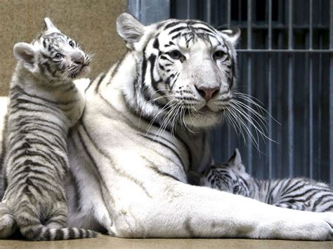 Cute Albino Tiger Cubs