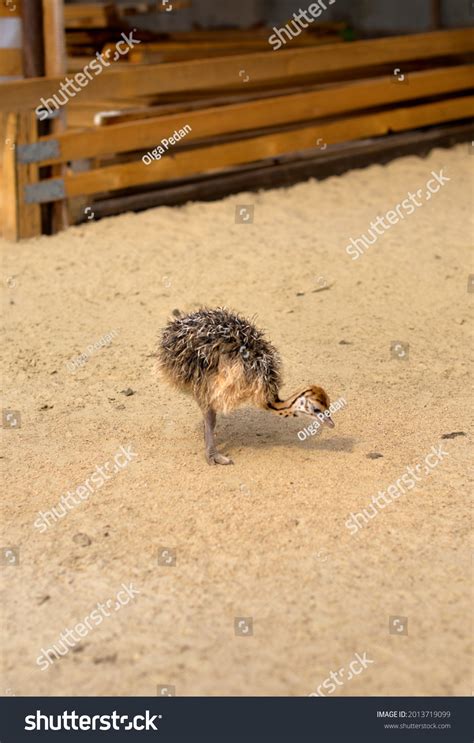 1,659 Ostrich chicks Images, Stock Photos & Vectors | Shutterstock