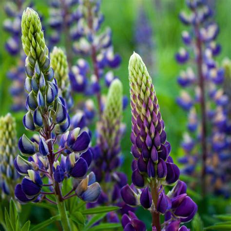 Lupine Gallery Blue in 2021 | Easy to grow bulbs, Lupine flowers, Plants for sale online