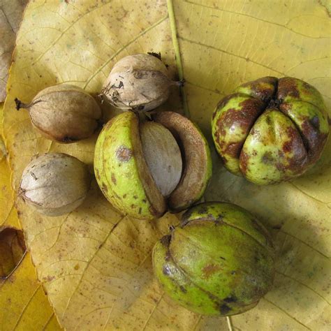 Shagbark Hickory - Spencer Creek Nursery