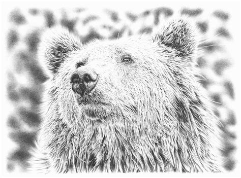 Brown Bear Pencil Drawing on Behance