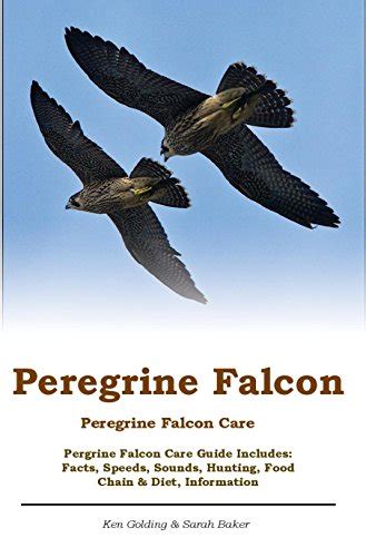 Peregrine Falcon. Peregrine Falcon Care. Pergrine Falcon Care Guide ...