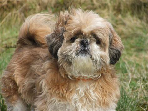 Shih Tzu Grooming - Tips & Styles | Canna-Pet®