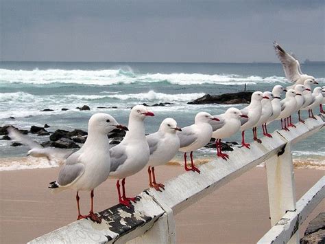 Seagulls at Nobby's Beach, Newcastle, NSW Australia | Fotos de aves, Paisaje marino, Imagenes de ...