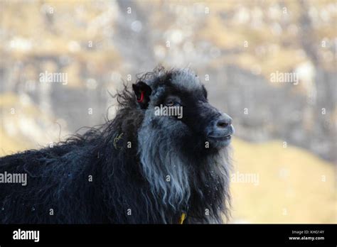 Wildlife in the Faroe Islands Stock Photo - Alamy