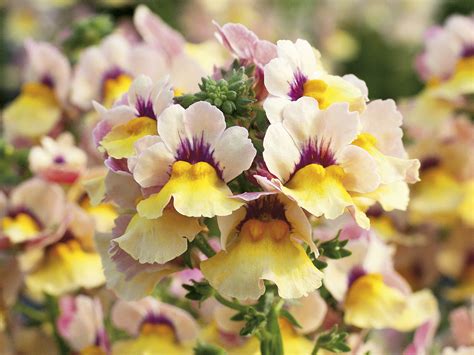 Sunsatia® Mango - Nemesia hybrid | Nemesia flowers, Planting flowers, Plants