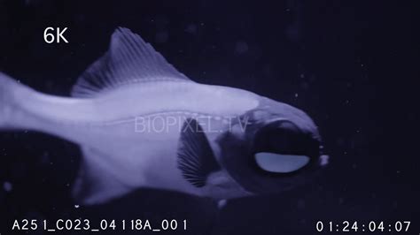 Fish Symbiosis - Flashlight fish Photoblepharon palpebratum close up 6K ...