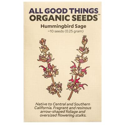 Hummingbird Sage Seeds - The Plant Good Seed Company