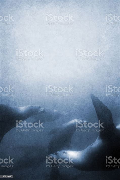 Sea Lion Texture Stock Photo - Download Image Now - Paranormal ...