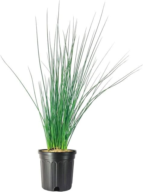 Blue Arrows Rush Grass 1 Live Gallon Size Plant Juncus Inflexus Drought ...