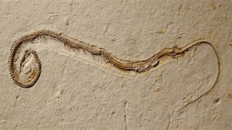 Four-legged snake fossil shows how snakes lost their legs