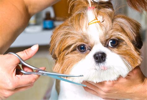 How to Choose the Best Dog Haircut for Your Pup – Lucky Dawg Salon ...