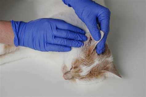 Tresaderm for Cats: Overview, Dosage & Side Effects - Cats.com