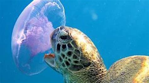 Image result for jellyfish | Turtle, Sea turtle, Jellyfish