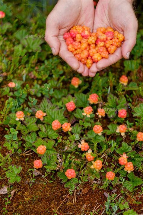 Cloudberry grow in the forest in Russia Stock Photo by koldunov | PhotoDune