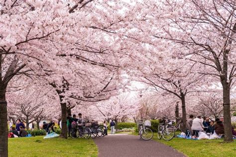 Hanami in the time of COVID-19 – What's canceled and what's still on? | Tokyo Cheapo