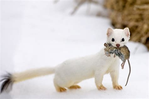 6 Animals That Lives in Siberian Tundra - Learn Russian Language