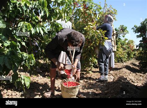 Yemen coffee hi-res stock photography and images - Alamy