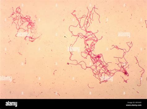 Gram stain hi-res stock photography and images - Alamy