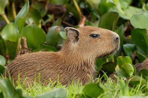 Cute Capybara Wallpapers - Top Free Cute Capybara Backgrounds ...