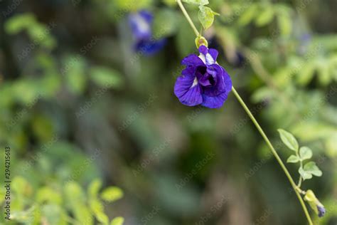 Butterfly pea flower, This flower can coloring matter in Thai dessert having blue and purple ...