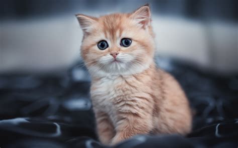 3840x2400 Cute Kitten 4k 4K ,HD 4k Wallpapers,Images,Backgrounds,Photos ...