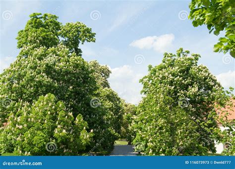 Blooming Tree Horse Chestnut or Buckeye Stock Image - Image of tree ...