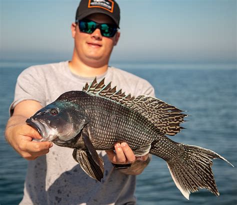 Black Sea Bass Fishing Nantucket Sound | US Harbors