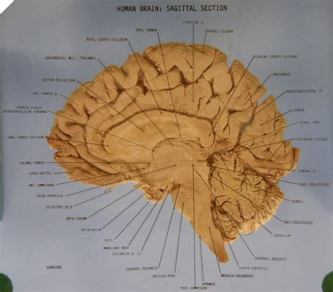 The Brain u2013 Sagittal Section | Human brain diagram, Human brain, Human anatomy and physiology