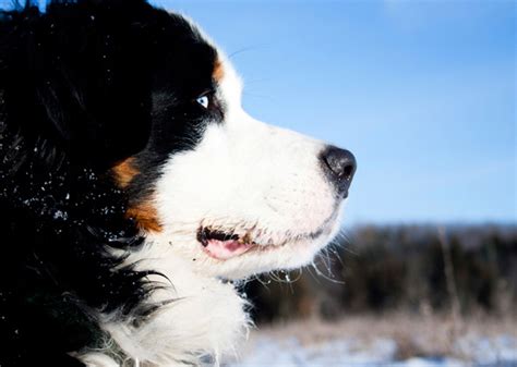 10 Best Cold-Weather Dog Breeds — Photo Gallery - Vetstreet | Vetstreet