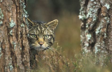 Funding boost for Scottish wildcat conservation | BIAZA