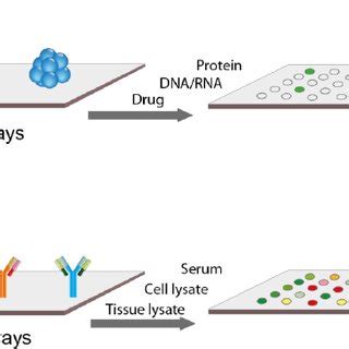 Protein microarrays. (a) Functional protein microarrays for studying... | Download Scientific ...