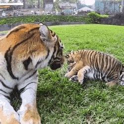 Tiger Mom : BigCatGifs