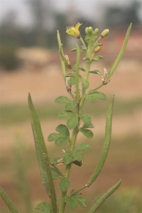 West African Plants - A Photo Guide - Cleome viscosa L.