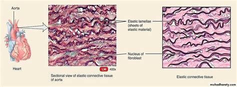 Connective tissue lec.5 docx - د. انعام - Muhadharaty