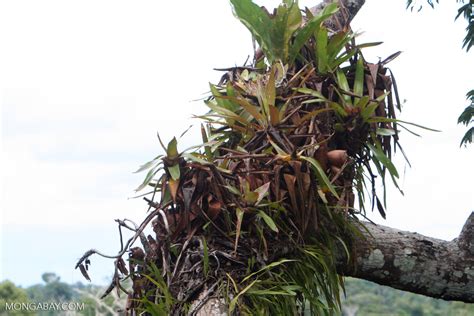 Bromeliads in the Amazon rain forest canopy