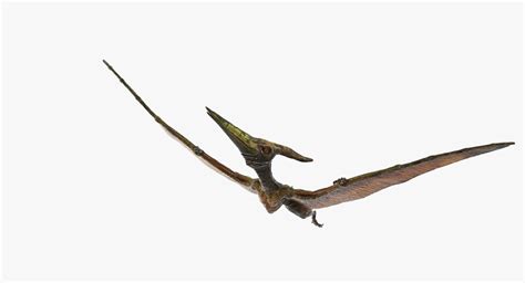 Pteranodon Flying Carnivorous Reptile 3D - TurboSquid 1385298