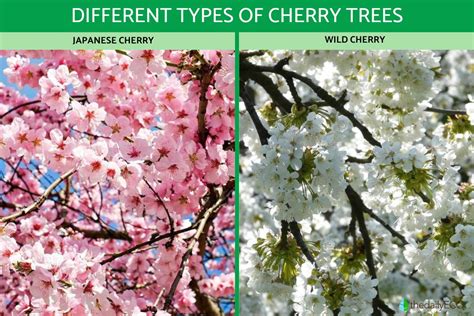 Types of Cherry Trees - Cherry Tree Varieties With Photos